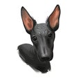 Peruvian Hairless dog portrait isolated. Digital for web, t-shirt print and puppy food cover design, clipart. Perro Sin Pelo de Royalty Free Stock Photo