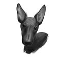 Peruvian Hairless dog portrait isolated. Digital for web, t-shirt print and puppy food cover design, clipart. Perro Sin Pelo de Royalty Free Stock Photo