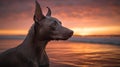 Peruvian Hairless Dog\'s Sunset Stroll on the Pacific Beach