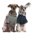 Peruvian Hairless dogs dressed up sitting in front of white background