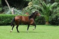 Peruvian horse