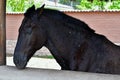 Peruvian horse - Paso Peruan Royalty Free Stock Photo