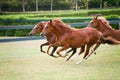 Peruvian Horses running free Royalty Free Stock Photo