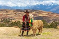 Peruvian indigenous woman with alpaca, Cusco, Peru Royalty Free Stock Photo