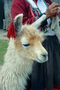 Peruvian Lama Royalty Free Stock Photo