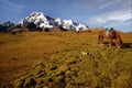 Peruvian Landscape Royalty Free Stock Photo