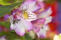 Peruvian lily, Alstroemeria Royalty Free Stock Photo