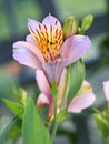 Peruvian lily, Alstroemeria Royalty Free Stock Photo