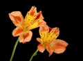 Peruvian Lily (Alstroemeria aurea) Royalty Free Stock Photo