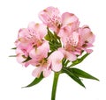 Peruvian lily Royalty Free Stock Photo