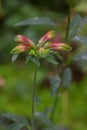 Peruvian lily Alstroemeria psittacina, green-red buds Royalty Free Stock Photo