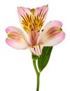 Peruvian lily blooming with soft pink and yellow patterned petals, positioned against clean white backdrop Royalty Free Stock Photo