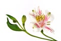 Peruvian lily isolated on white Royalty Free Stock Photo