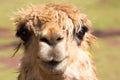 Peruvian Llama Royalty Free Stock Photo