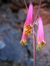 Peruvian Mountain Flower