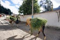 Peruvian muleskinner and farmer brings his wares to the local city market for sale