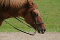 Peruvian Paso