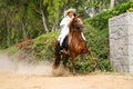 Peruvian Paso Horse demostration in Lima