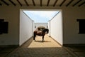 Peruvian Paso Horse