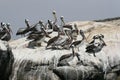 Peruvian pelican breeding colony on guano island Royalty Free Stock Photo