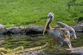 Peruvian pelican are dark in colour with a white stripe. Close up Royalty Free Stock Photo