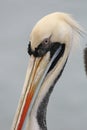 Peruvian pelican face close up Royalty Free Stock Photo