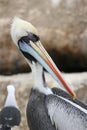 Peruvian pelican face close up Royalty Free Stock Photo