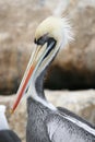 Peruvian pelican face close up Royalty Free Stock Photo