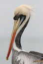 Peruvian pelican face close up Royalty Free Stock Photo