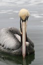 Peruvian pelican face close up Royalty Free Stock Photo