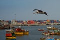 Peruvian Pelican in Flight