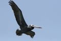 Peruvian pelican flying in sky Royalty Free Stock Photo