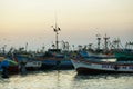 Peruvian pelican in Paracas, Peru Royalty Free Stock Photo