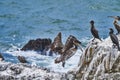 Peruvian pelican Pelecanus thagus and Guanay cormorant or Guanay shag Leucocarbo bougainvillii on guano covered rocks