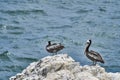 Peruvian pelican sitting on guano covered rocks at the deep blue pacific ocean. Royalty Free Stock Photo