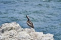 Peruvian pelican sitting on guano covered rocks at the deep blue pacific ocean. Royalty Free Stock Photo