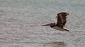 Peruvian Pelican skimming the sea