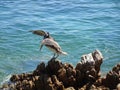 A peruvian pelican spreading its wings, huge bird near the Vina del Mar