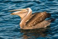 Peruvian pelican swallowing fish in the peruvian coast at Piura Royalty Free Stock Photo