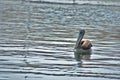 Peruvian pelican swimming in the ocean close near Islas Ballestas Paracas Peru Royalty Free Stock Photo