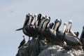 Peruvian pelican breeding colony on guano island Royalty Free Stock Photo