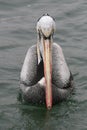 Peruvian pelican face close up Royalty Free Stock Photo