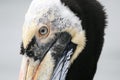 Peruvian pelican face close up Royalty Free Stock Photo