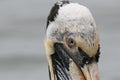 Peruvian pelican face close up Royalty Free Stock Photo