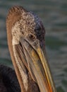 Peruvian Pelicans' eyes Royalty Free Stock Photo