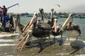 Peruvian pelicans feeding