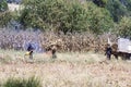 Peruvian people harvesting corn