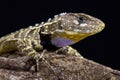 Peruvian purple throated lizard (Stenocercus imitator) Royalty Free Stock Photo
