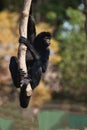 Peruvian spider monkey, Ateles chamek, sitting in a tree Royalty Free Stock Photo