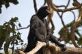 Peruvian spider monkey, Ateles chamek, sitting in a tree Royalty Free Stock Photo